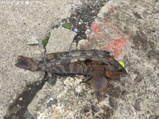 �����ʥ�