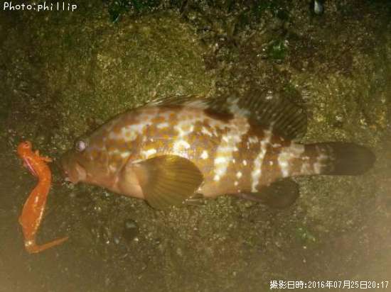 �����ϥ�