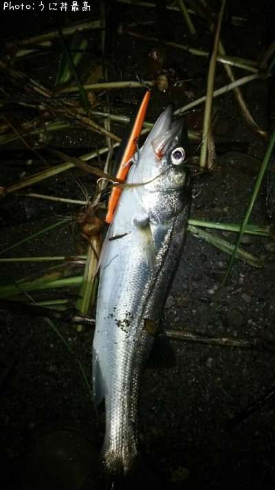 �����Х�