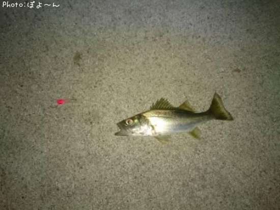 �����Х��ʾС�