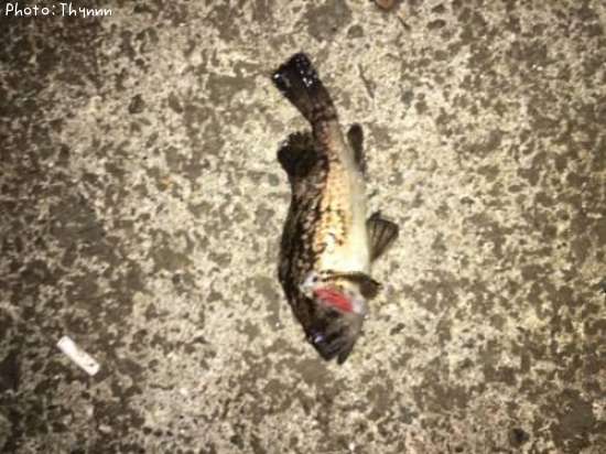 ���ӥ����ܥ���ƨ��