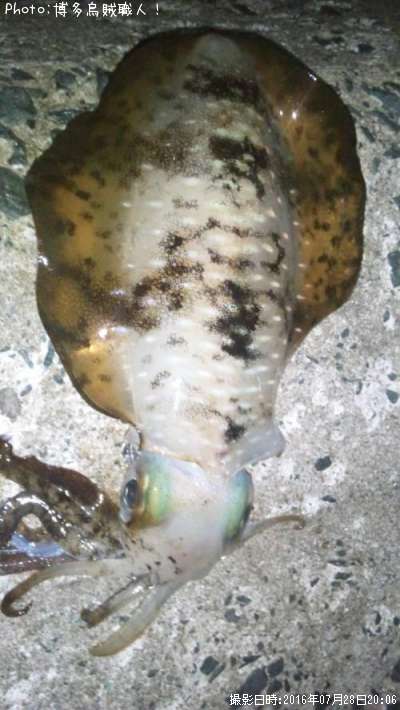 �����ꥤ��