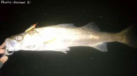 �����Х�