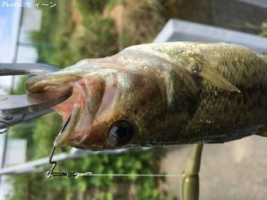 �֥�å��Х�