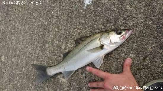 �����Х�