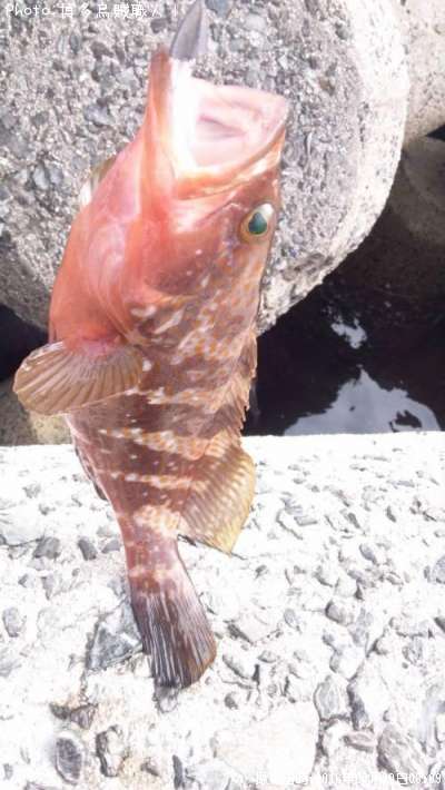 �����ϥ�