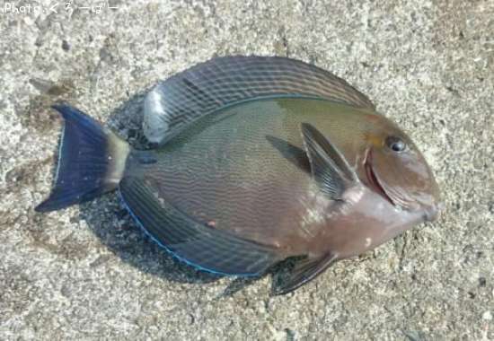 ������ϥ�