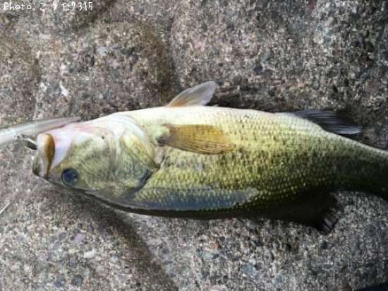 �֥�å��Х�