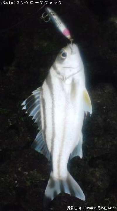 ���塞�ʡ��ʥ��ȥҥ���