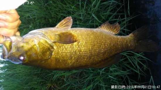 ���⡼��ޥ����Х�