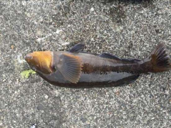 �����ʥ�