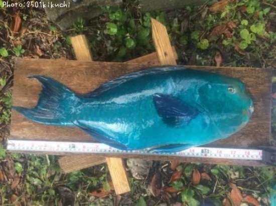 ����֥��֥ʥ�襦�֥����ס�