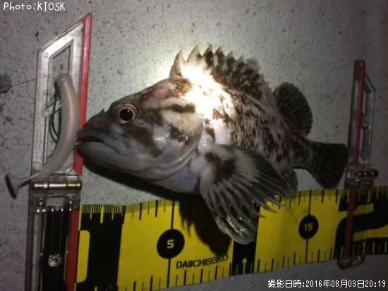 ��饽��