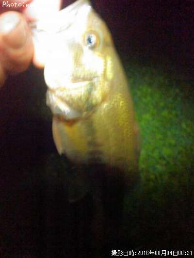 �֥�å��Х�