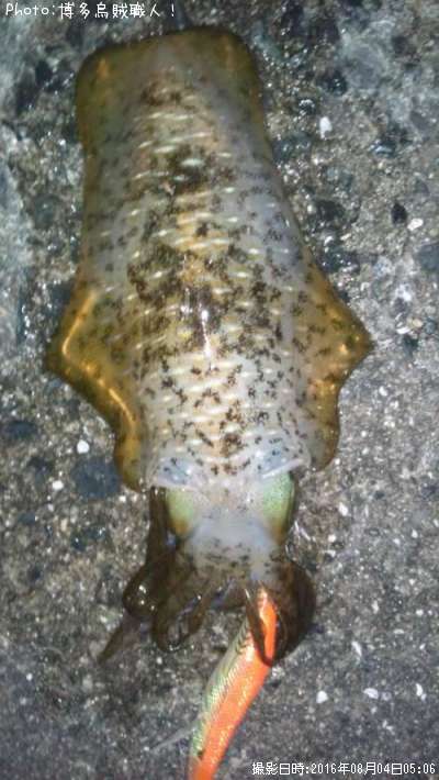 �����ꥤ��