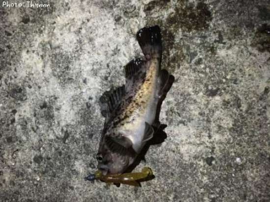 ���ӥ����ܥ���ƨ��