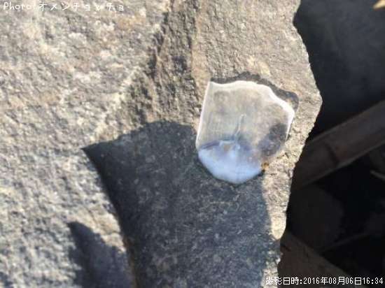 ��ʪ�Υ�����