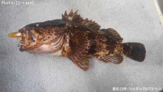 �����Υ���Х�