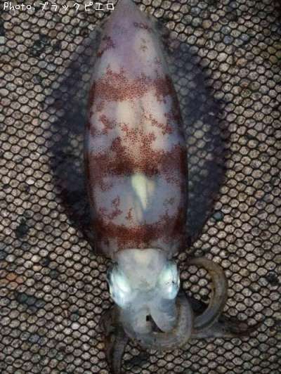 �����ꥤ��