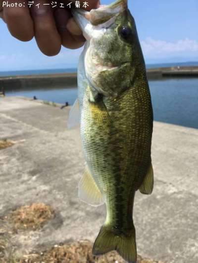 �֥�å��Х�