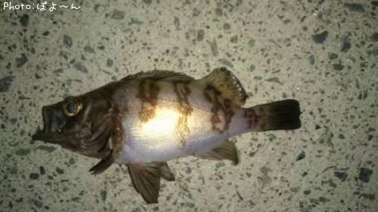 ��Х�