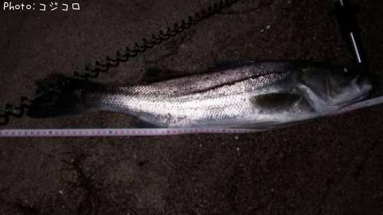 �����Х�