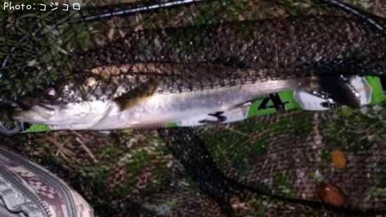 �����Х�