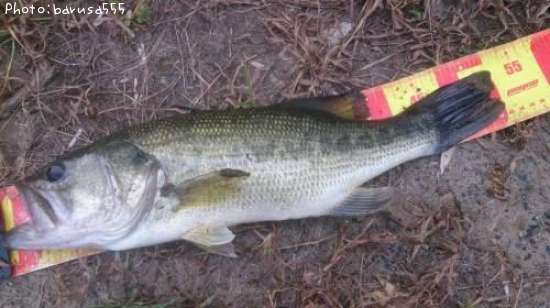 �֥�å��Х�