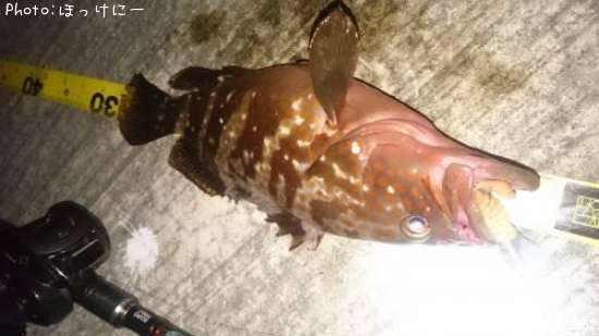 �����ϥ�