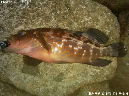 �����ϥ�