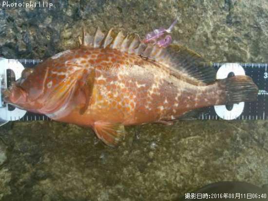 �����ϥ�