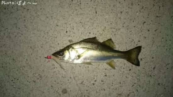 �����Х��ʾС�