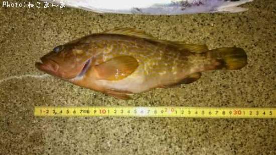 �����ϥ�