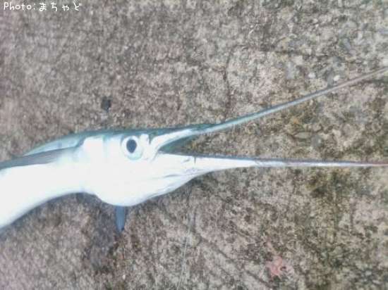 �����㡼�ڥϥޥ��ġ�