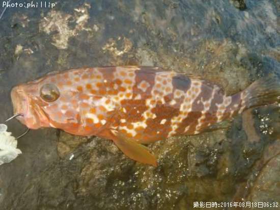 �����ϥ�