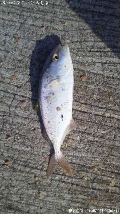 �����ӥ�λҶ�