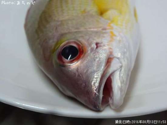 ���ӥ��ʥ����ڥ����ե�������