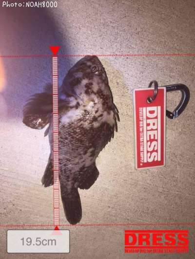 �٥å�������