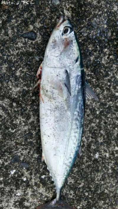 �ҥ饽����