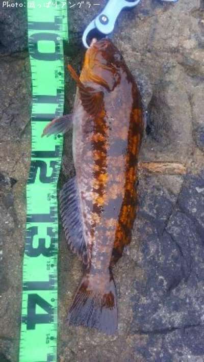 �����ʥ�