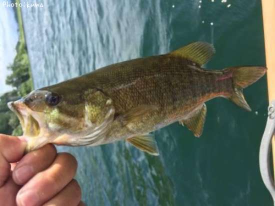 ���⡼��ޥ����Х�