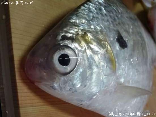 ��������ڥ�奦���奦�ɥ�������