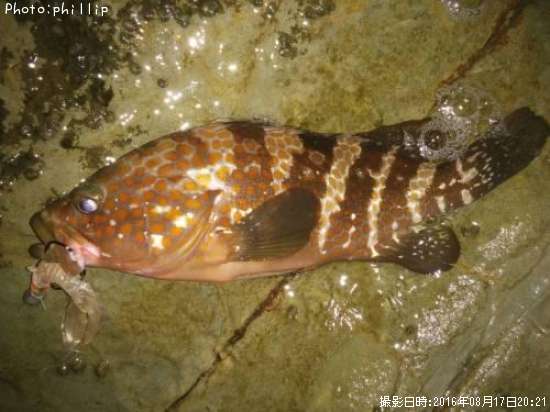 �����ϥ�