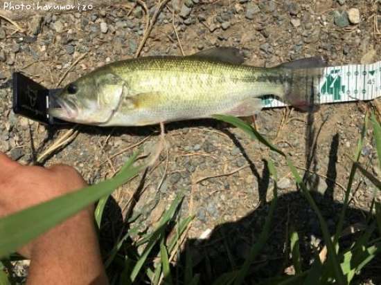 �֥�å��Х�