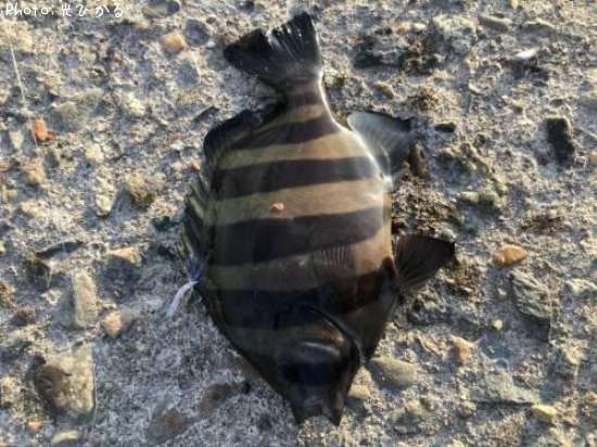 ����Х���