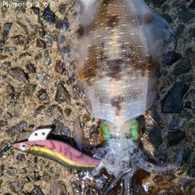 �����ꥤ��