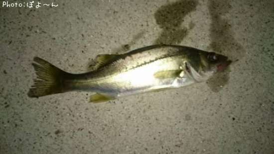 �����Х��ʾС�