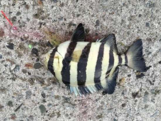 ����Х���