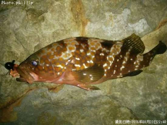 �����ϥ�