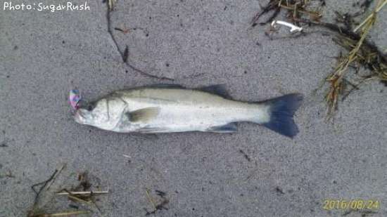 �����Х�